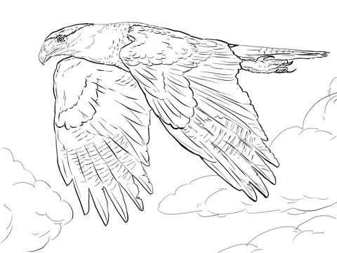 Northern Crested Caracara Coloring Page